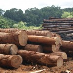 Logs in the yard to be processed