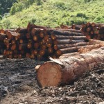 stockpile wood