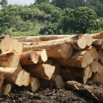 timber stock pile