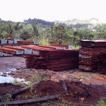 Processed timber in the Yard