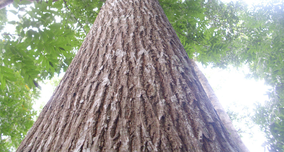 Selective harvesting of plantation Fijian Mahogany